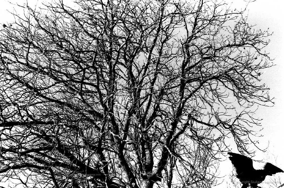 Doppio Scatto — 2