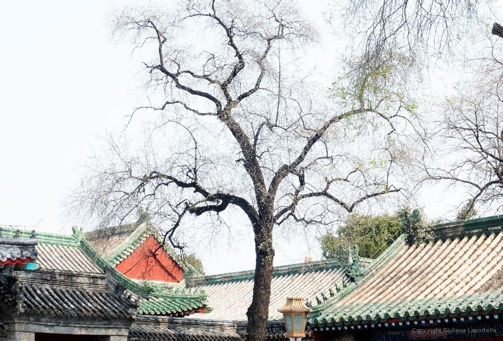 Cina — 15