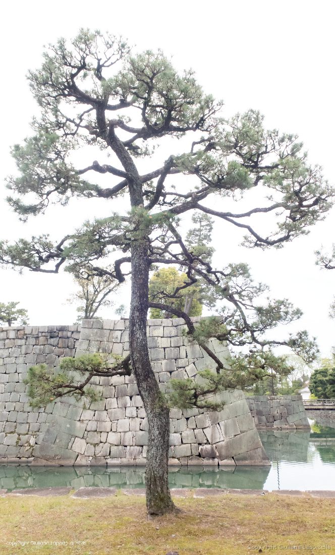 Giappone — 1