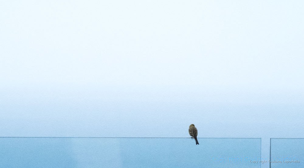 Tratti Portoghesi — 38